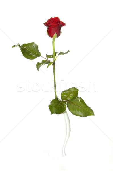 Rosa vermelha isolado branco casamento natureza Foto stock © taden