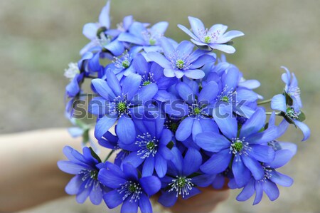 Mujer azul forestales hoja Foto stock © taden