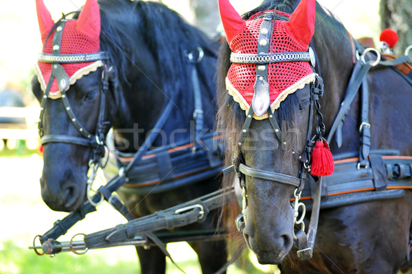 horses Stock photo © taden