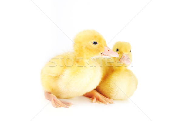 Stock foto: Gelb · fluffy · zwei · wenig · Frühling · Vogel