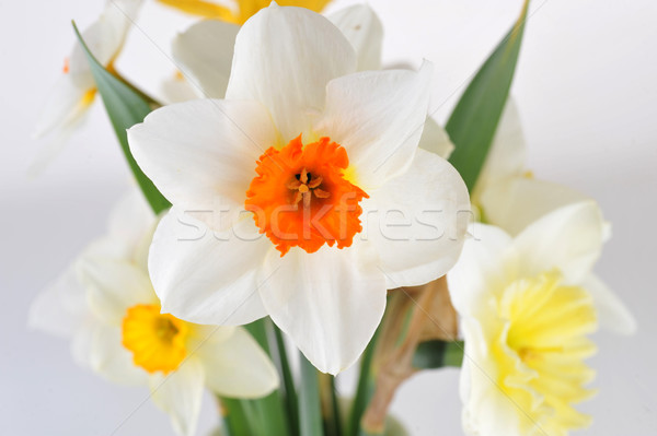 Blossoming narcissuses Stock photo © taden