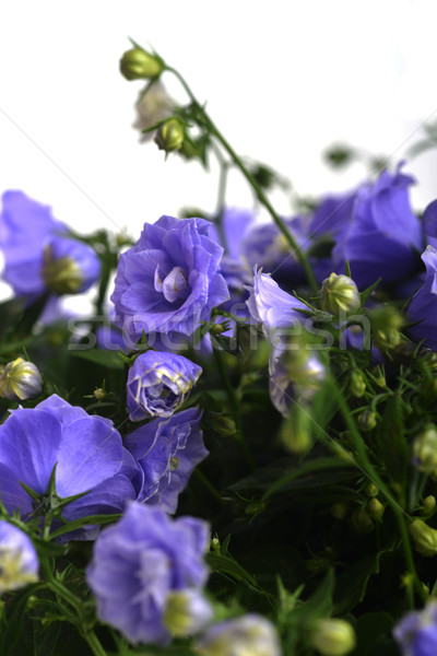 Stock photo:  campanula bellflowers