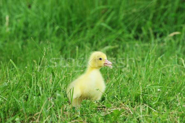 Stok fotoğraf: ördek · yavrusu · yeşil · ot · eski · keşfetmek · çim · çocuk
