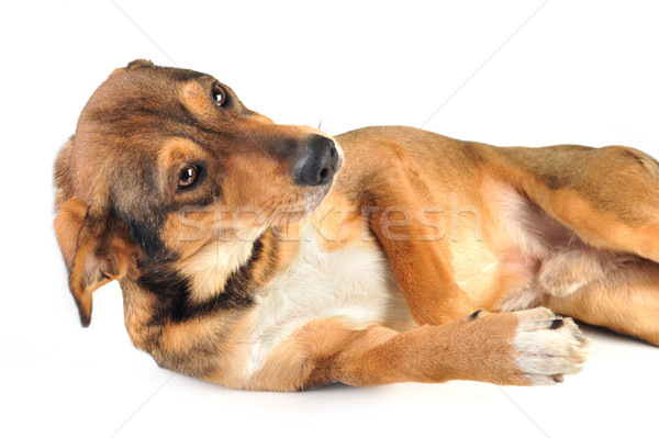 Cão marrom bonitinho cabelo animais estúdio belo Foto stock © taden
