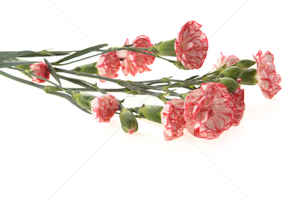 花卉 康乃馨 關閉 花束 粉紅色 花 商業照片 © taden
