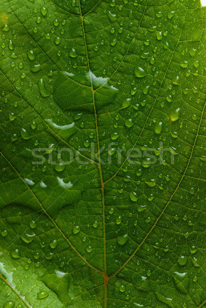 green leaf Stock photo © taden