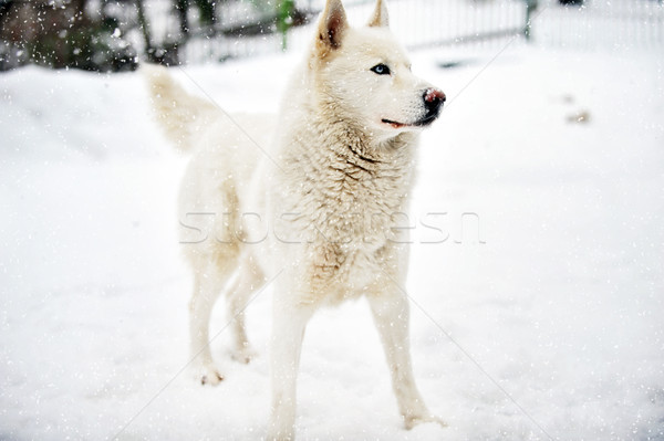 Foto stock: Grande · perro · jugando · saludable · invierno · día