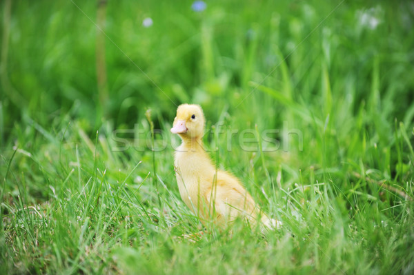 ördek yavrusu yeşil ot eski keşfetmek çim çocuk Stok fotoğraf © taden