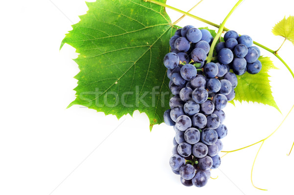 cluster fresh grape Stock photo © taden