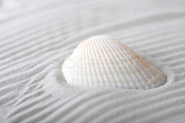 Stock photo: cockleshell on sea sand