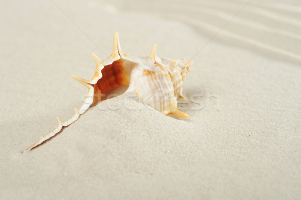 Homok tenger nyár kagyló hátterek egy Stock fotó © taden