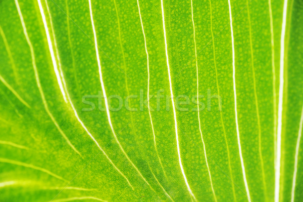 Zdjęcia stock: Jasne · zielony · liść · tekstury · charakter · roślin