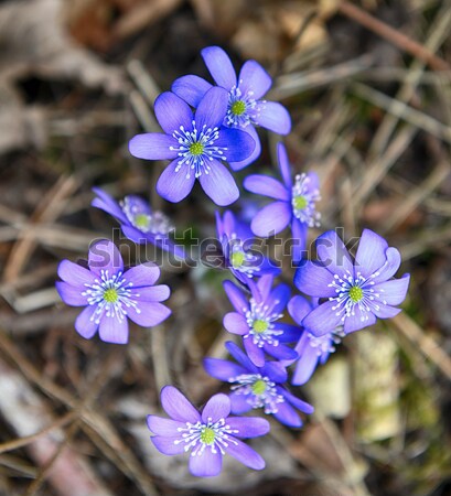 Primavera forestales claro hoja belleza Foto stock © taden