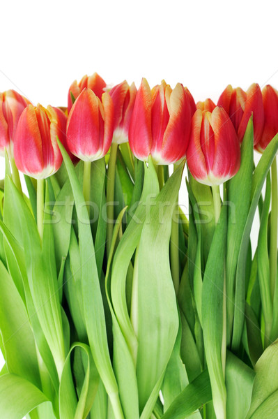 Rosso tulipani bouquet molti fiori natura Foto d'archivio © taden