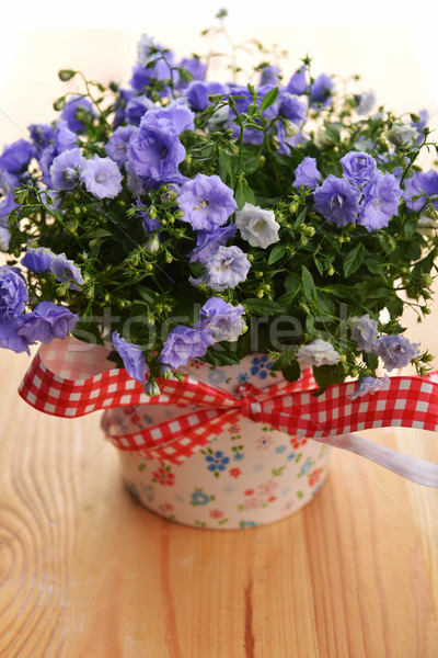 campanula flowers Stock photo © taden