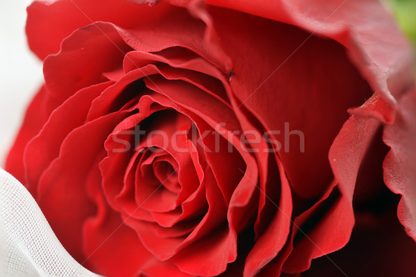 Piros rózsa gyönyörű közelkép fehér szeretet természet Stock fotó © taden