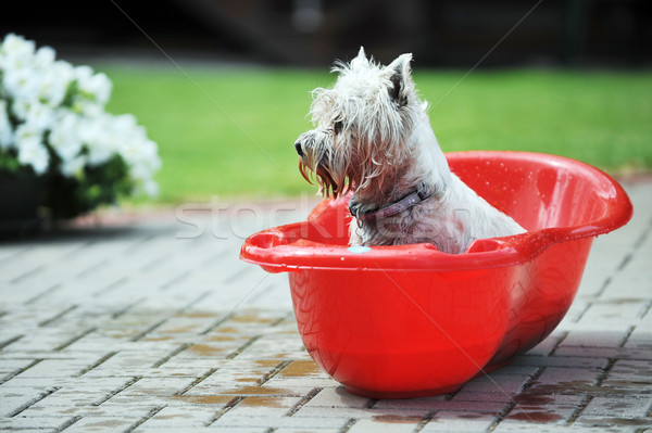 犬 バスタブ ぬれた 赤ちゃん プロセス 入浴 ストックフォト © taden