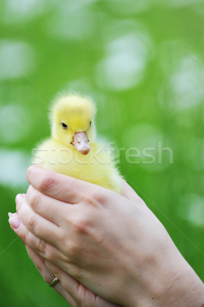  little chick Stock photo © taden