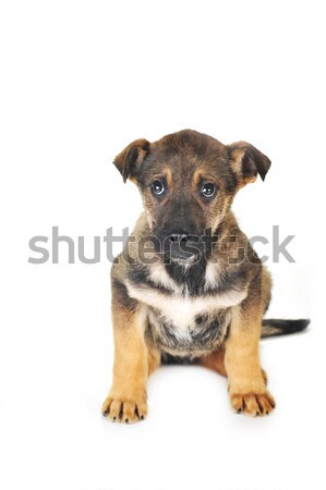 Foto stock: Perro · marrón · pelo · animales · estudio · hermosa · mascotas