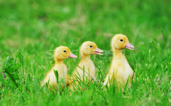 Pequeño hierba verde aire libre primavera hierba nino Foto stock © taden