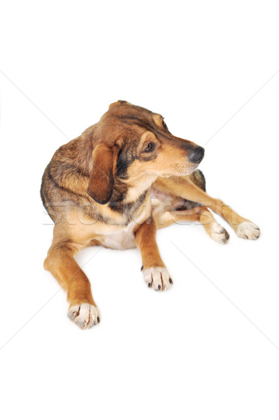 Perro marrón cute pelo animales estudio hermosa Foto stock © taden