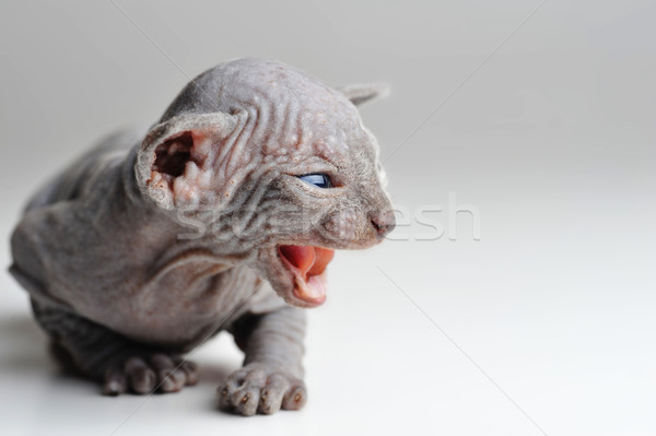 Aranyos kopasz baba macska közelkép kutya Stock fotó © taden