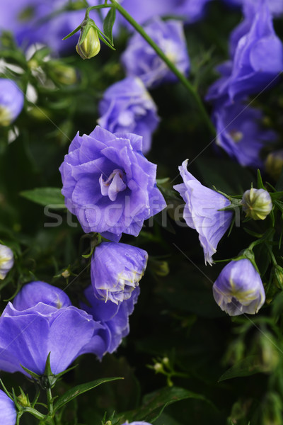 Campanula flowers Stock photo © taden