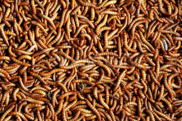   many  larvae Stock photo © taden