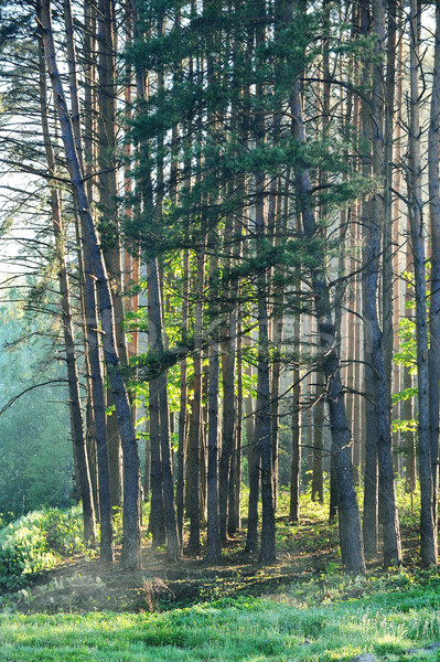 商业照片: 松树 · 森林 · 夏天 · 清晨 ·树·木