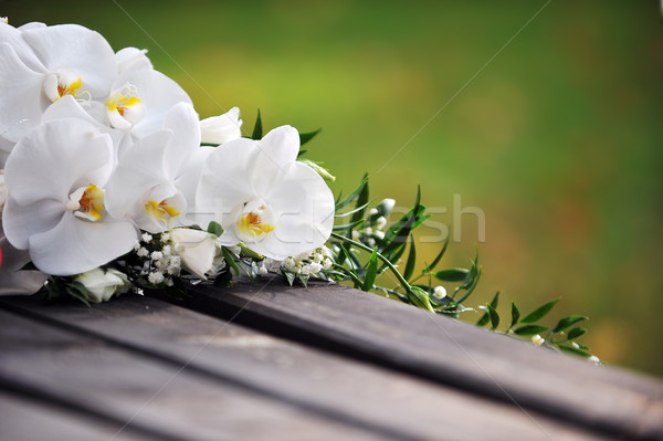 white orchid Stock photo © taden