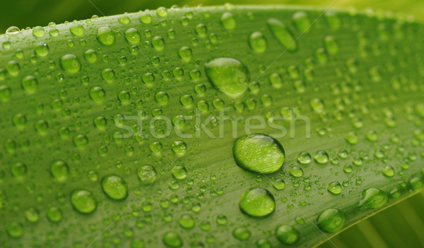 Foto stock: Hoja · verde · gota · de · agua · agua · planta · caída