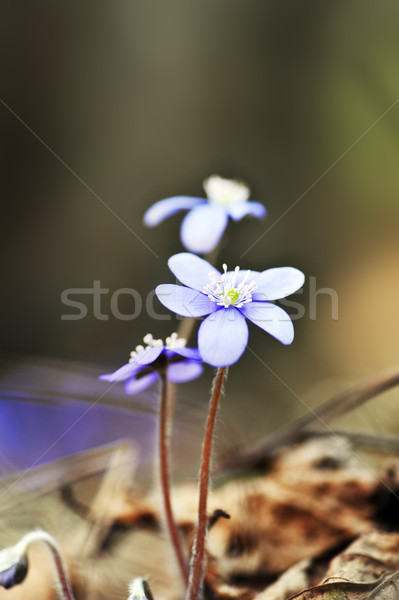 Blossoming hepatica Stock photo © taden