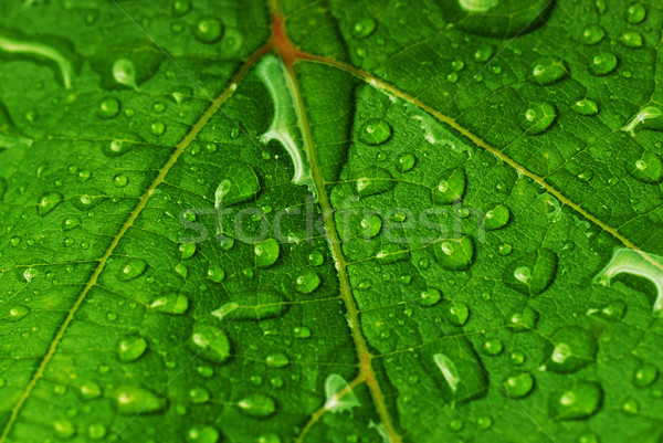 green leaf Stock photo © taden