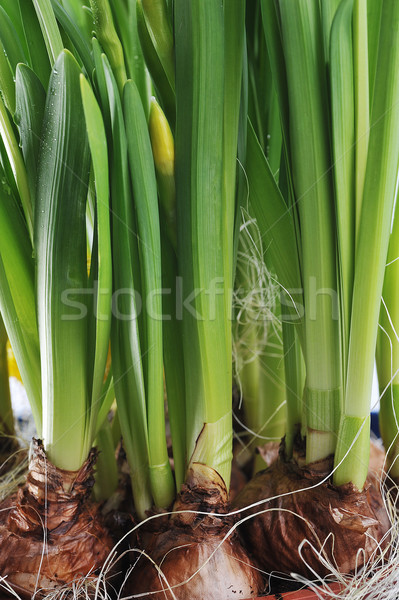 daffodil bulbs Stock photo © taden