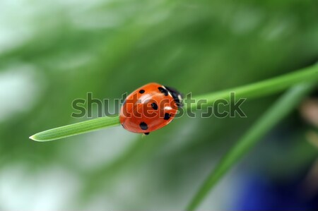 Ladybug трава красный Коровка семь черный Сток-фото © taden