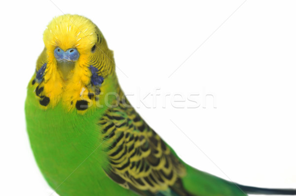 Portrait plumes animaux tête tropicales [[stock_photo]] © taden