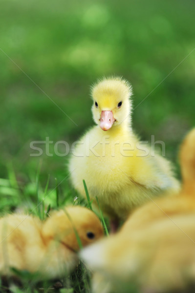 three fluffy chicks Stock photo © taden
