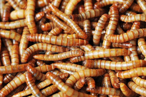 many ugly worms  Stock photo © taden