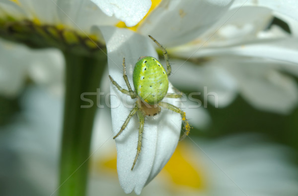 Araignée fleur yeux jambes effrayant macro [[stock_photo]] © taden