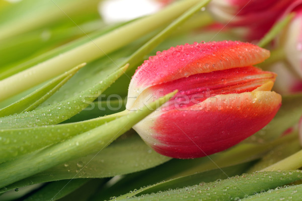 Zdjęcia stock: Tulipan · wiele · pozostawia · jeden · zielone · liście
