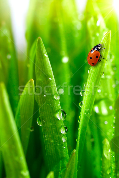 Fresche erba erba verde gocce d'acqua acqua Foto d'archivio © taden