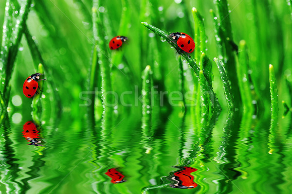 Foto stock: Orvalho · grama · verde · molhado · primavera · natureza