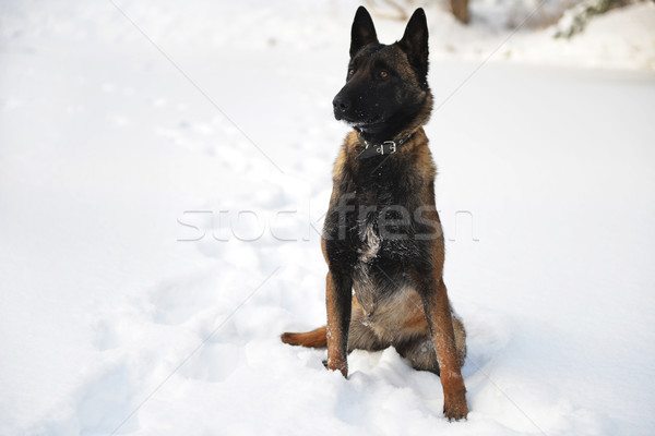 Herdershond sneeuw winter dag achtergrond boos Stockfoto © taden