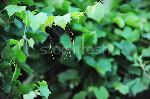 Feuilles vertes vignoble hauteur été vert couleur Photo stock © taden