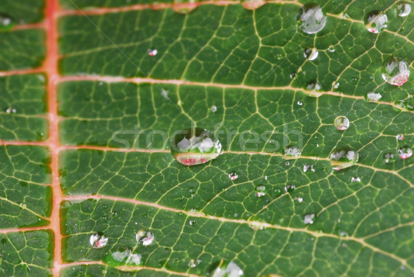 ストックフォト: 緑色の葉 · 明るい · 水滴 · 水 · 工場