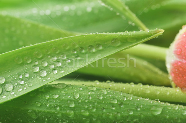  stalks with leaves Stock photo © taden