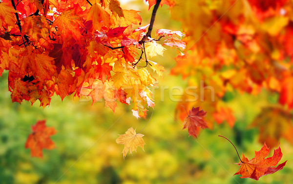 Hermosa colorido hojas de otoño parque diseno marco Foto stock © taden