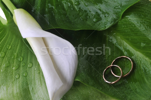 Lily alliances blanche feuilles vertes fleurs [[stock_photo]] © taden