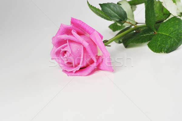 Rózsaszín rózsa gyönyörű izolált közelkép virágok természet Stock fotó © taden