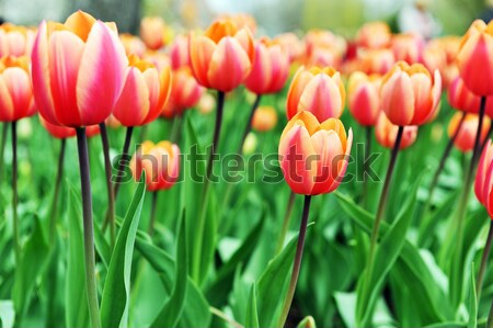 Rot Tulpen groß Betrag charakteristisch Landschaft Stock foto © taden